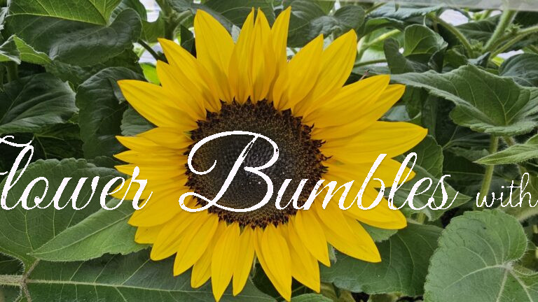 Sunflower #1553