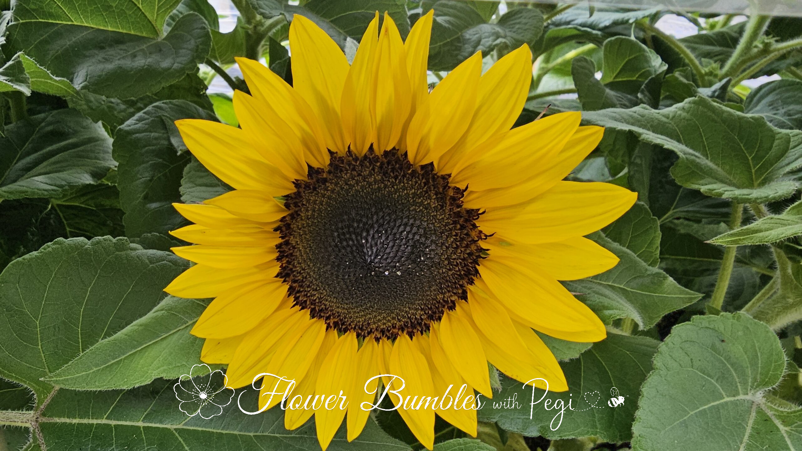 Casual Botanical Snapshot