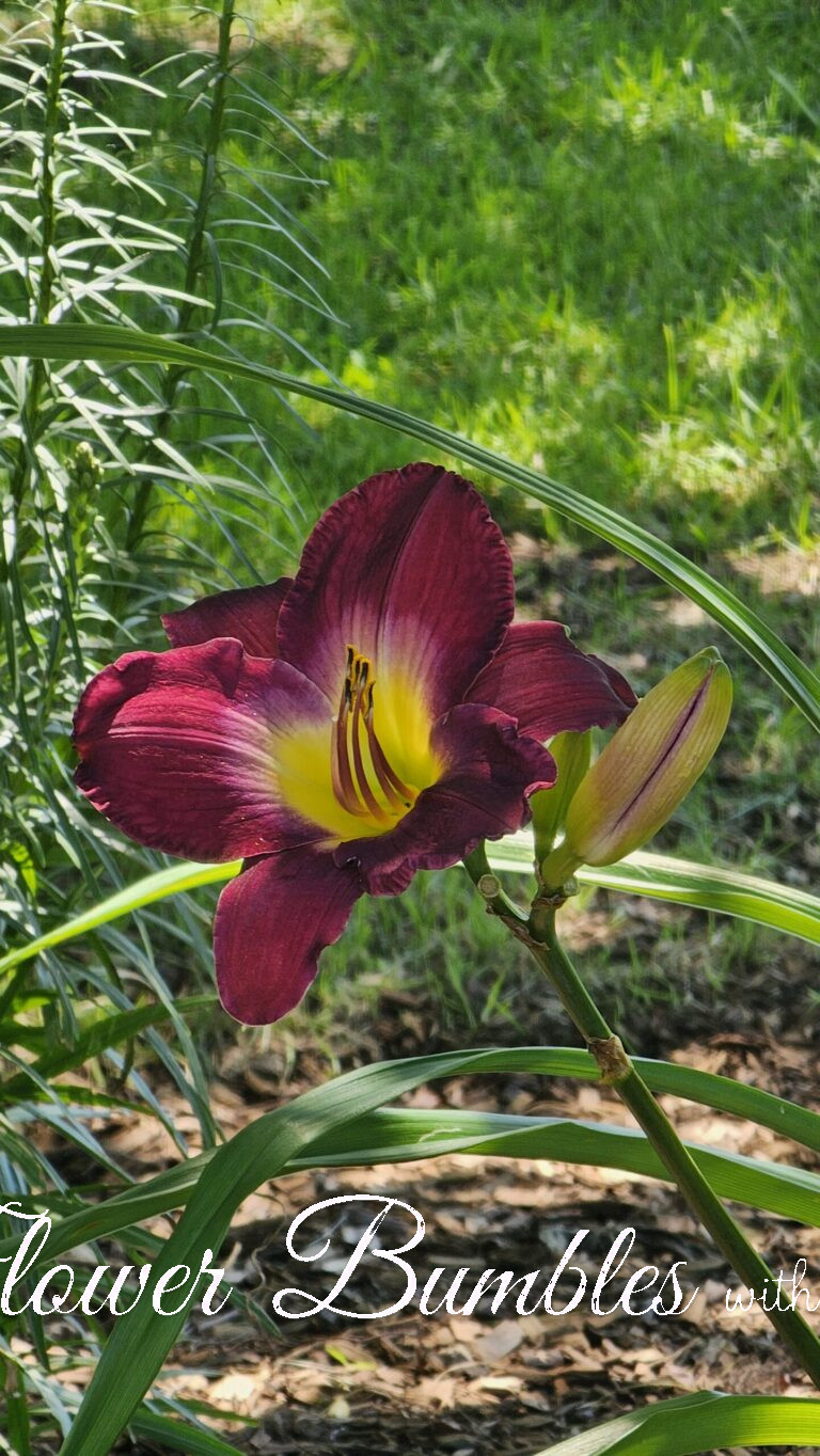 Daylily #1579