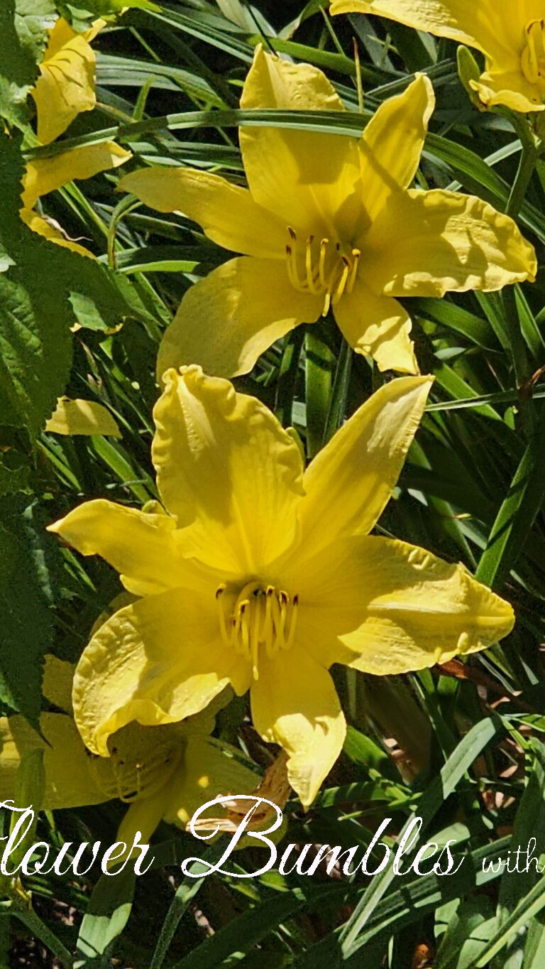 Daylily #1557