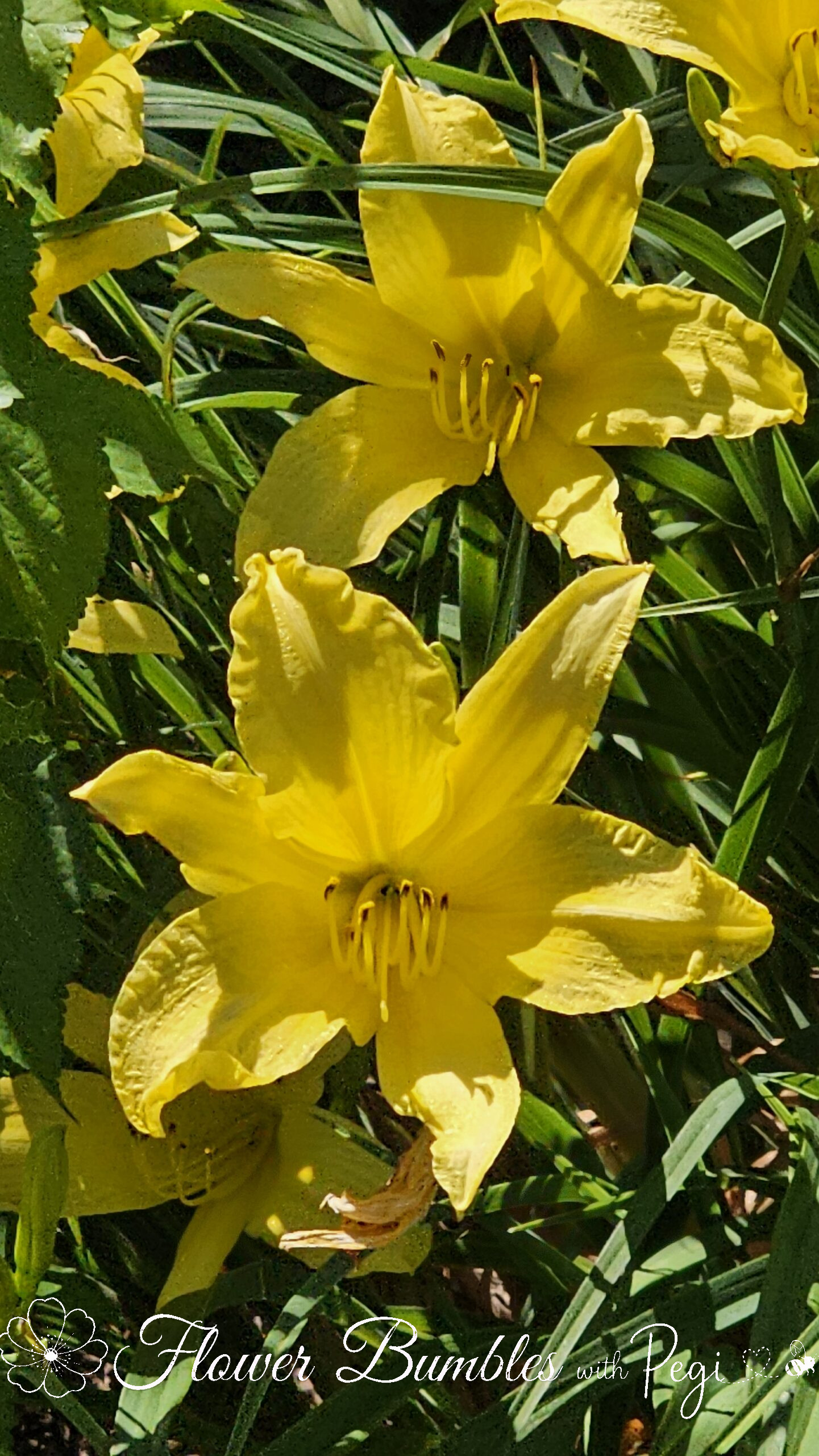 Casual Botanical Snapshot
