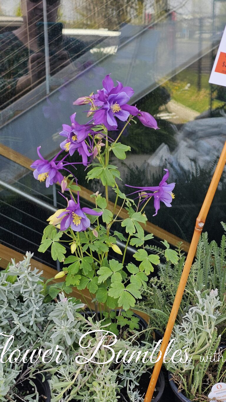 Columbine #1573