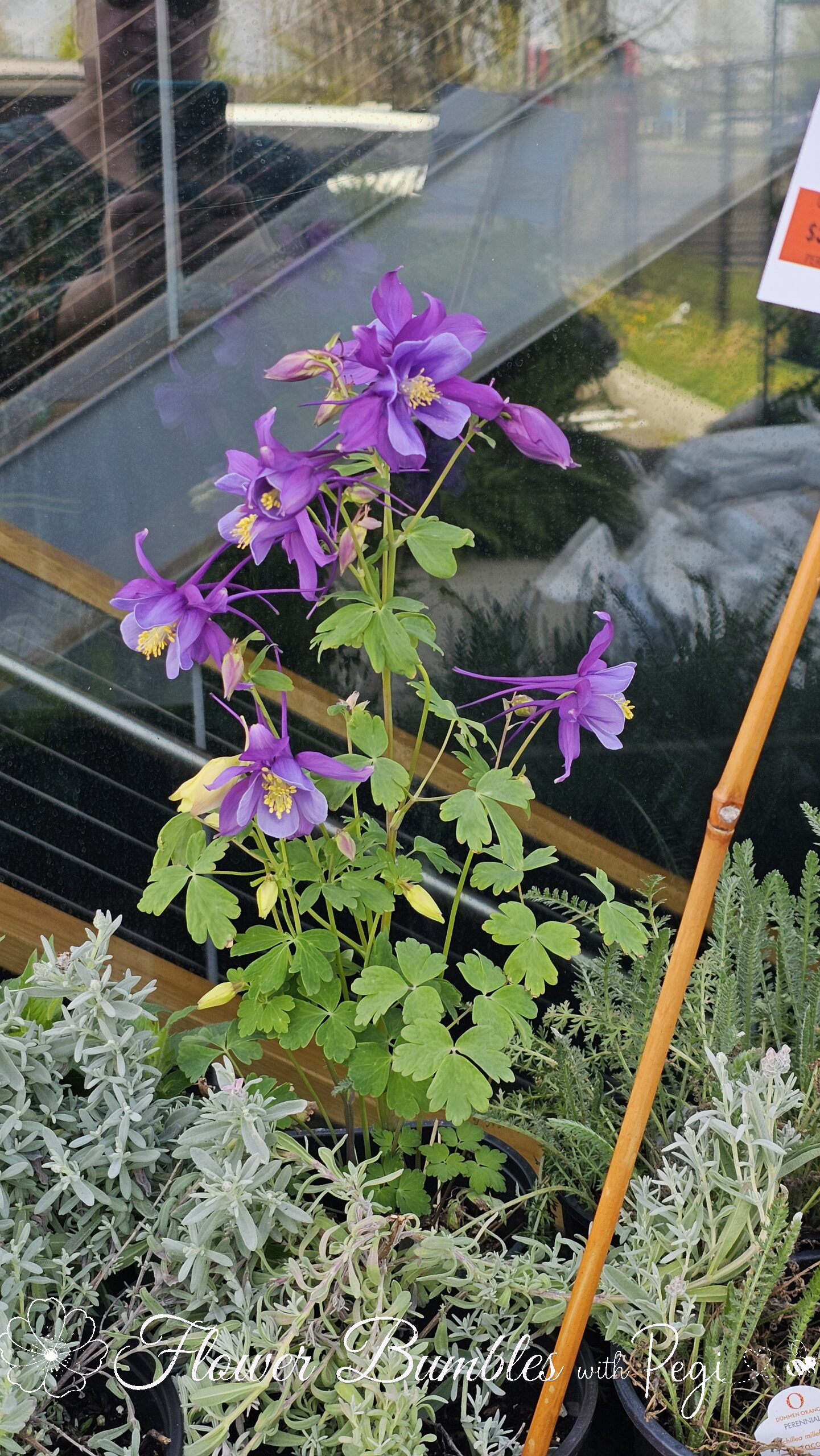 Casual Botanical Snapshot