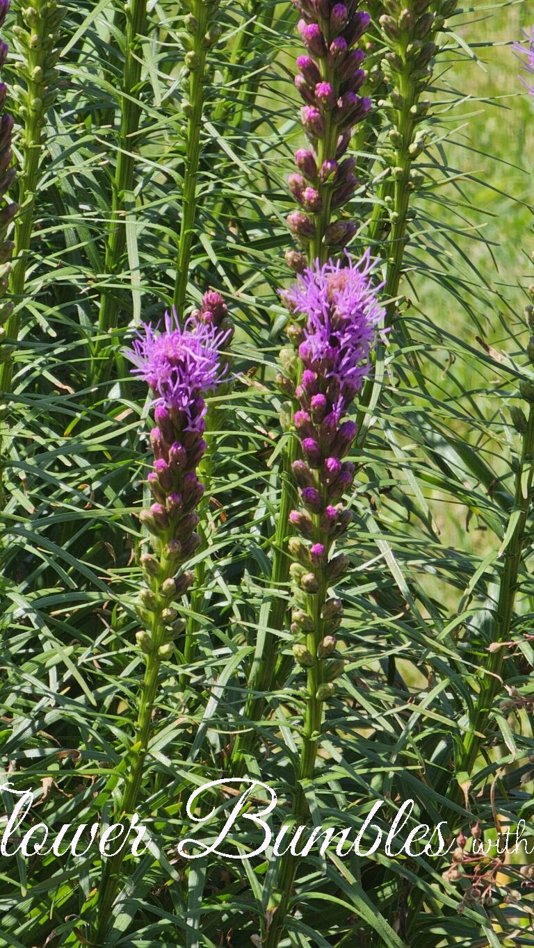 Blazing Star #1622