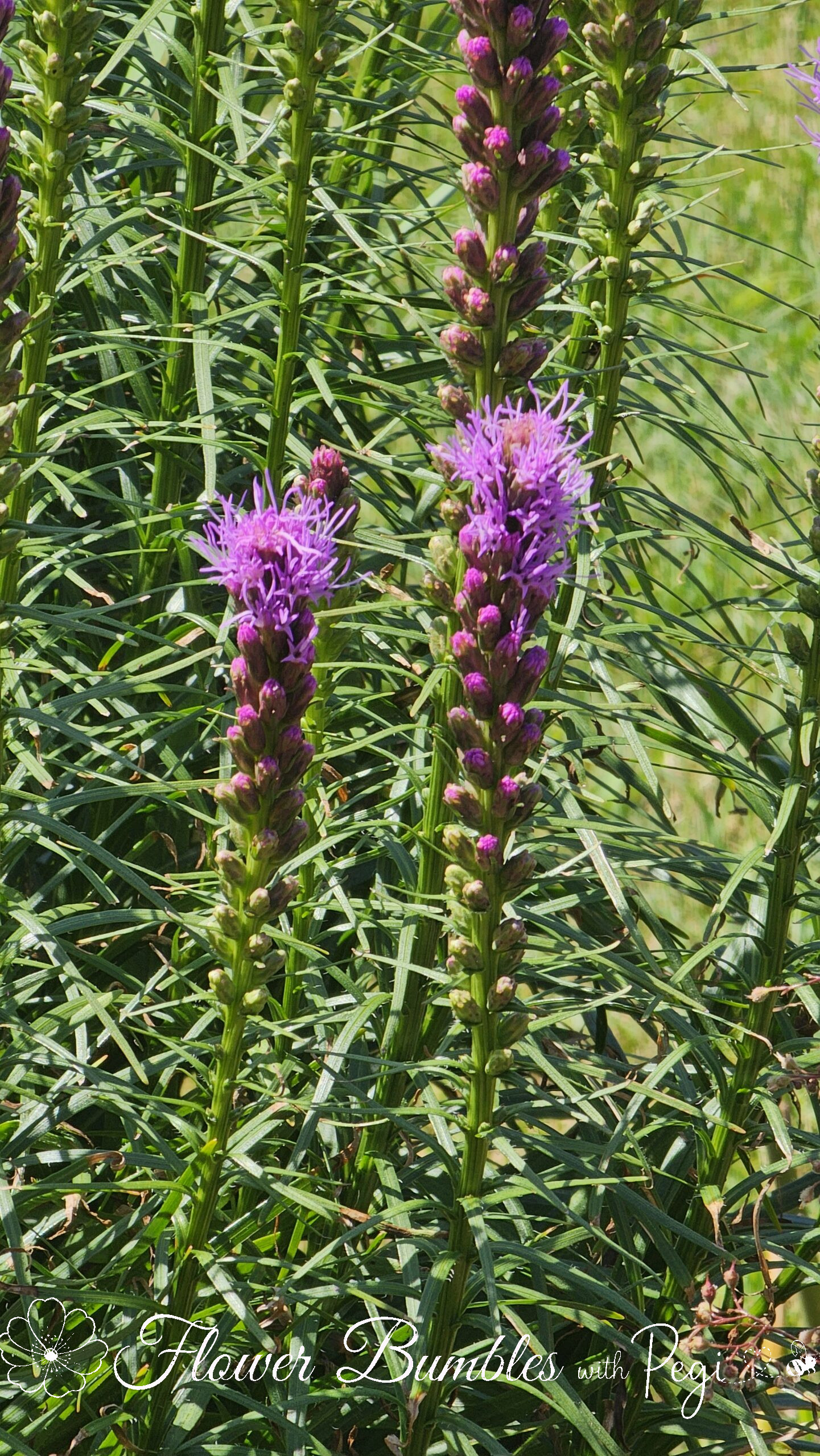 Casual Botanical Snapshot