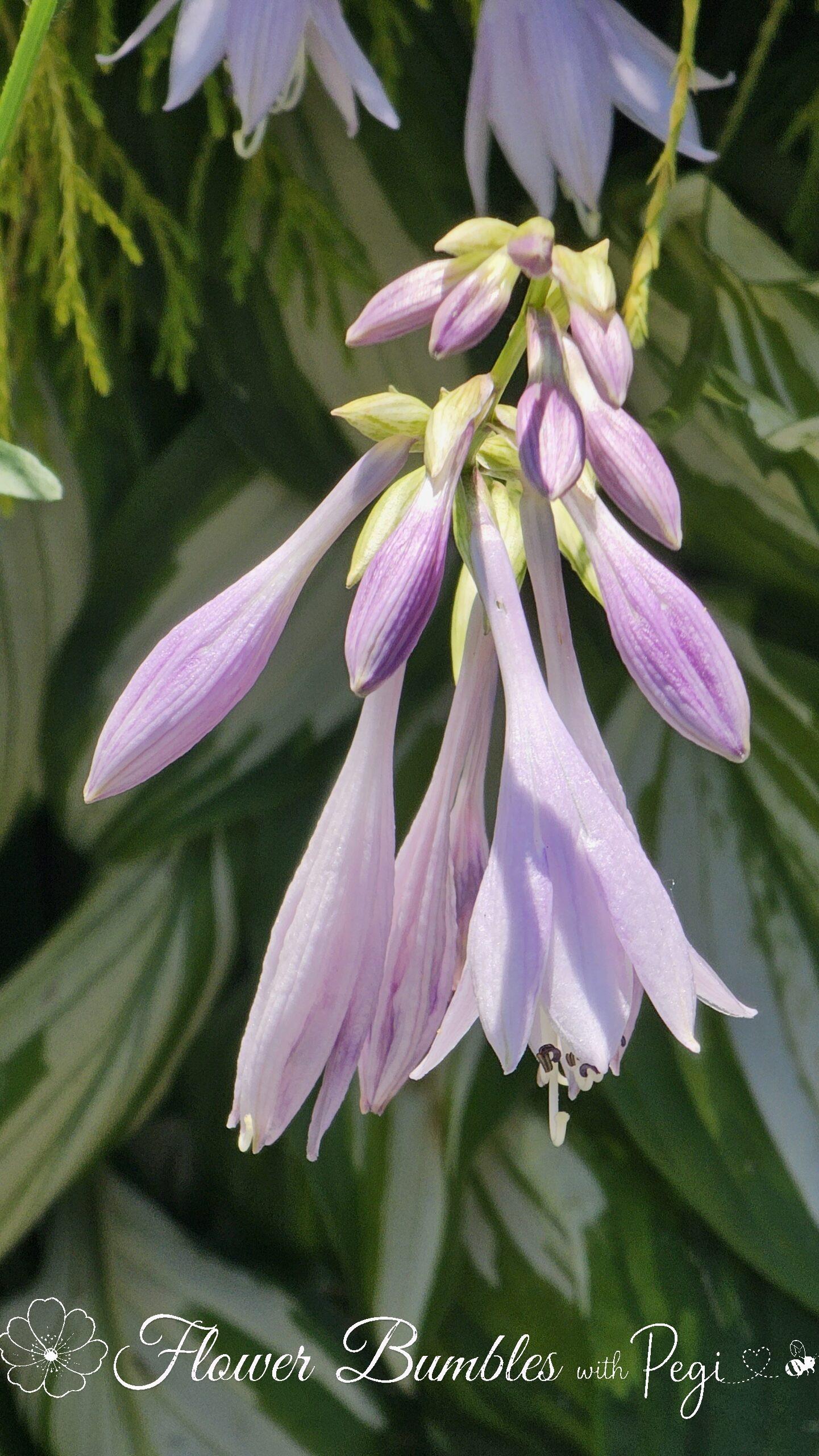 Casual Botanical Snapshot
