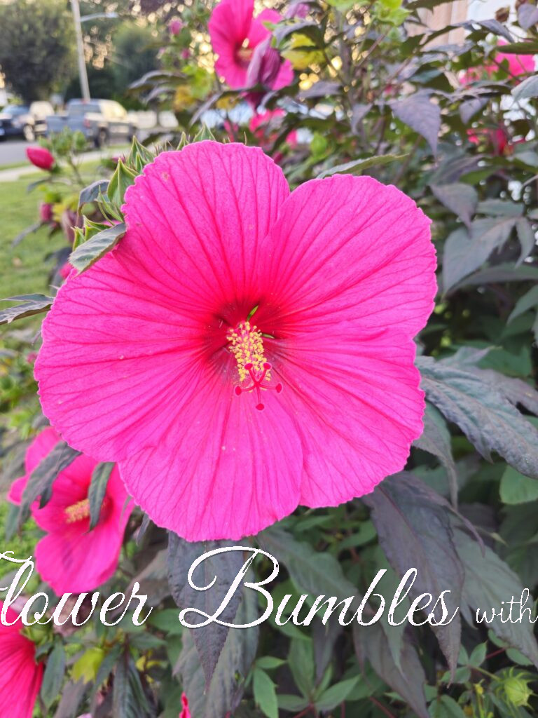 Rose Mallow #1711