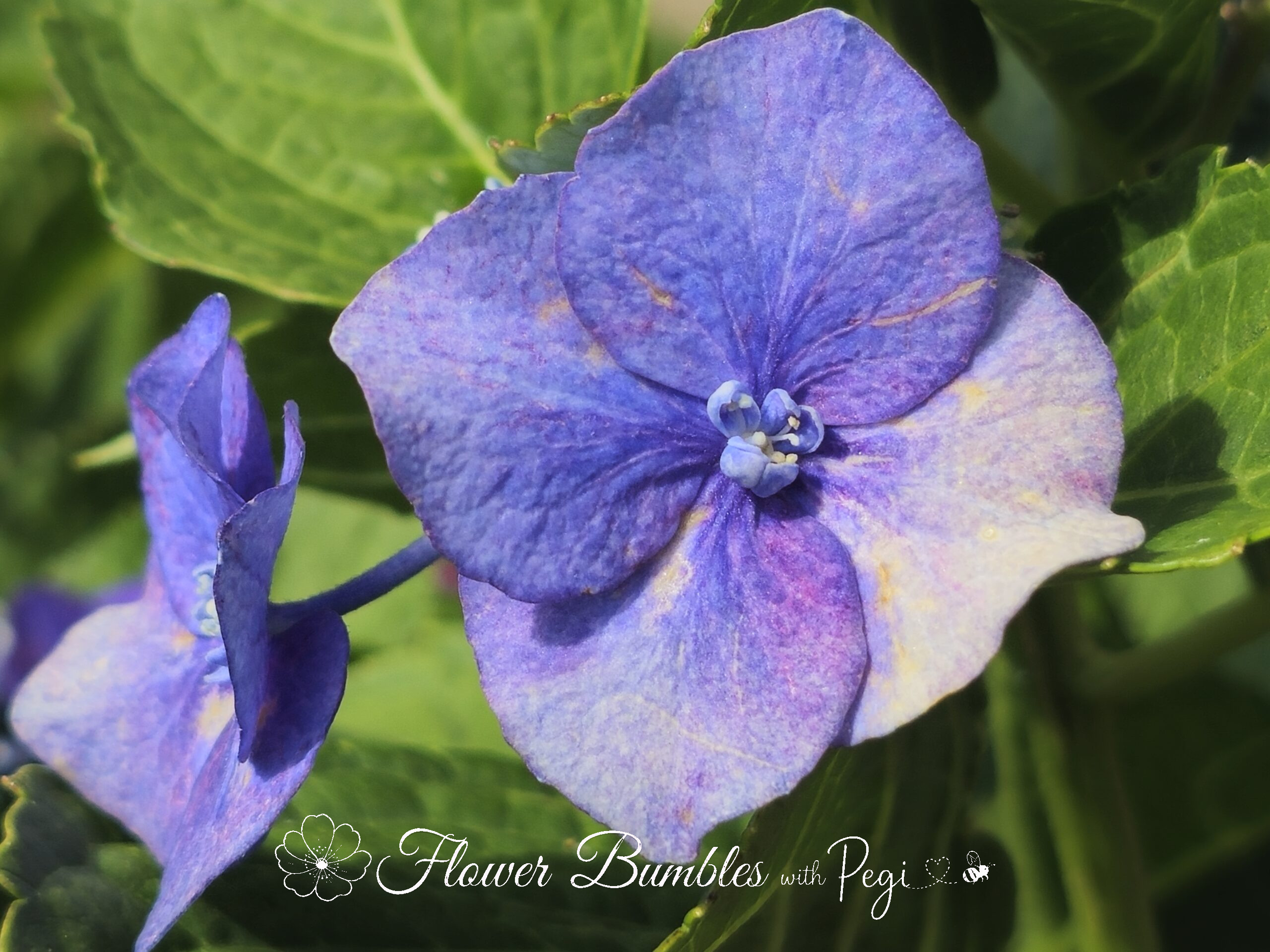 Fine Art Botanical Capture