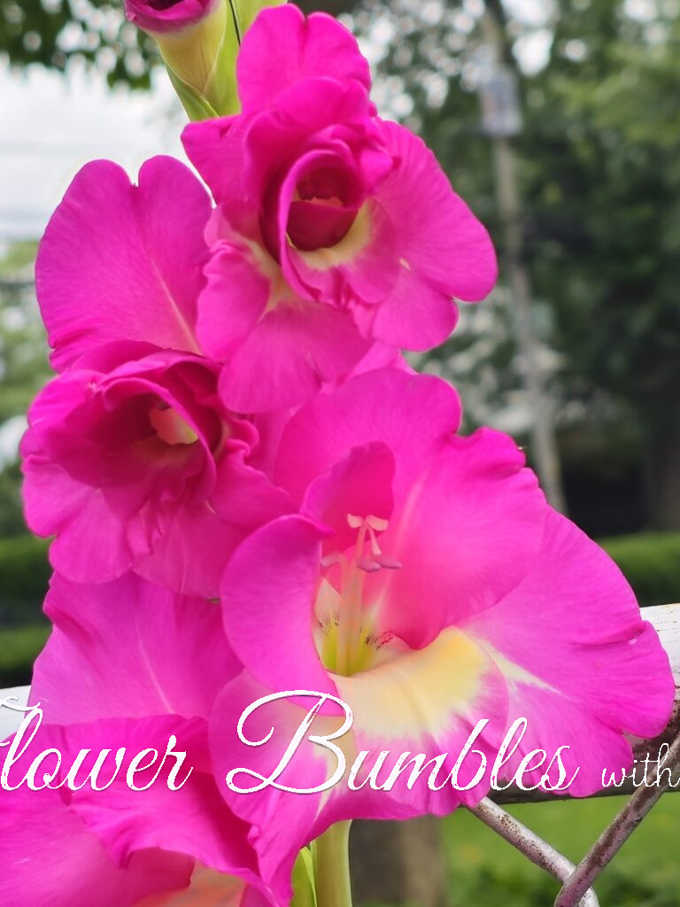 Gladiolus #1747