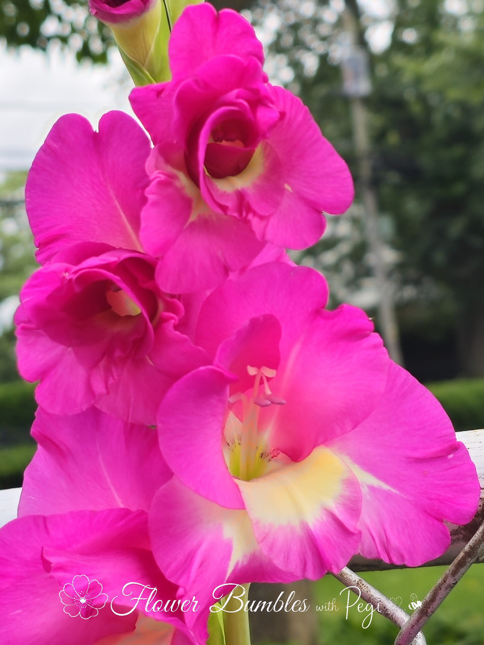 Casual Botanical Snapshot