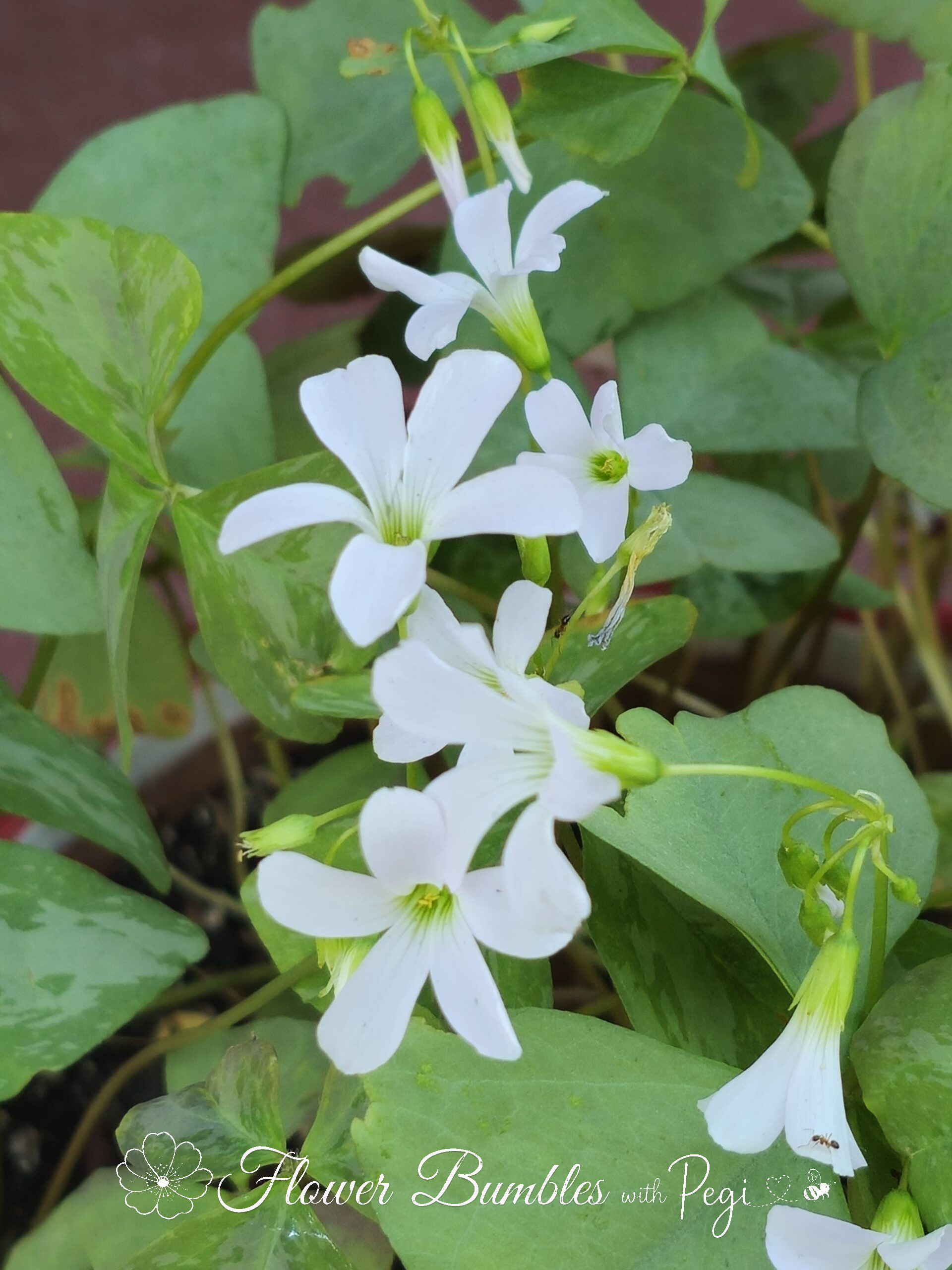 Casual Botanical Snapshot