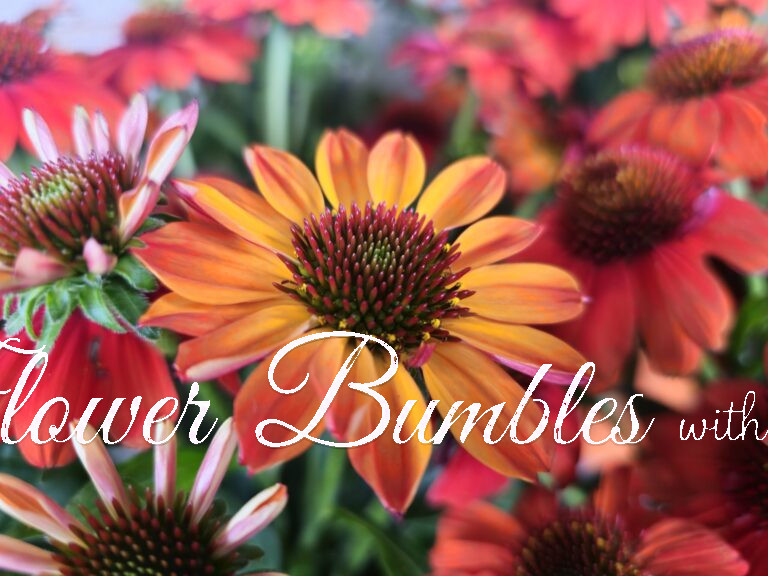 Orange Coneflower #1739