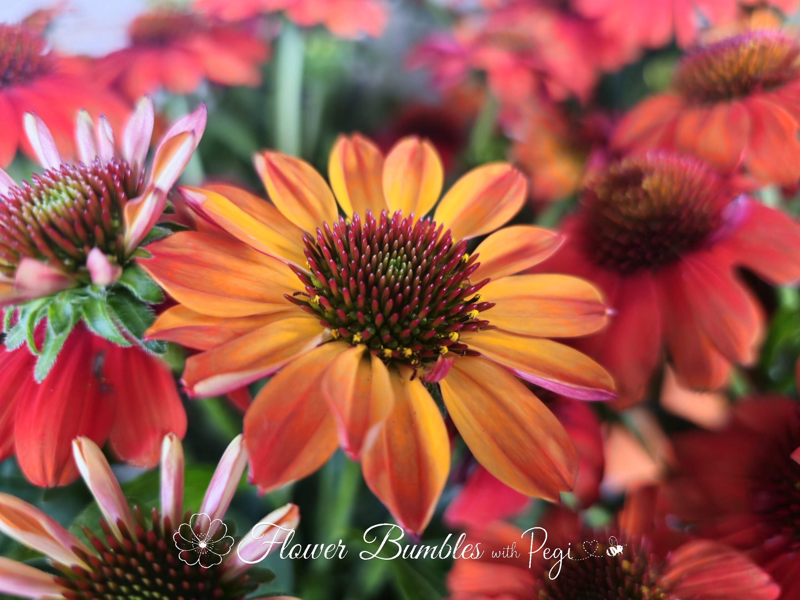 Casual Botanical Snapshot