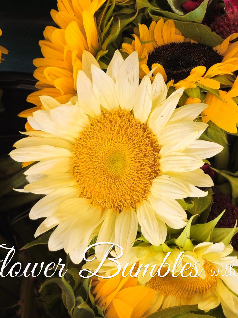 Sunflower #1731