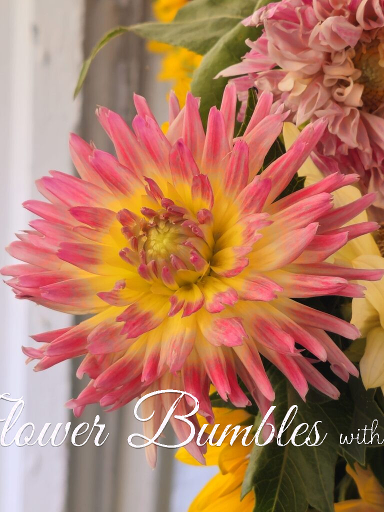 Dahlia #1713