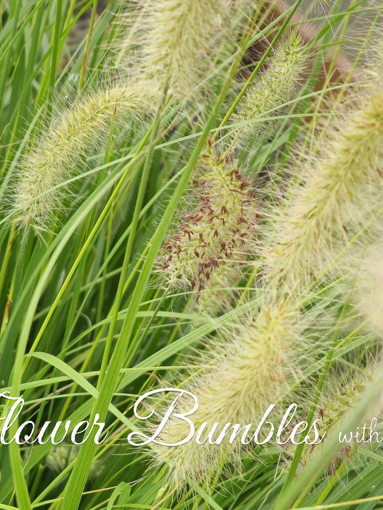 Fountain Grass #1741