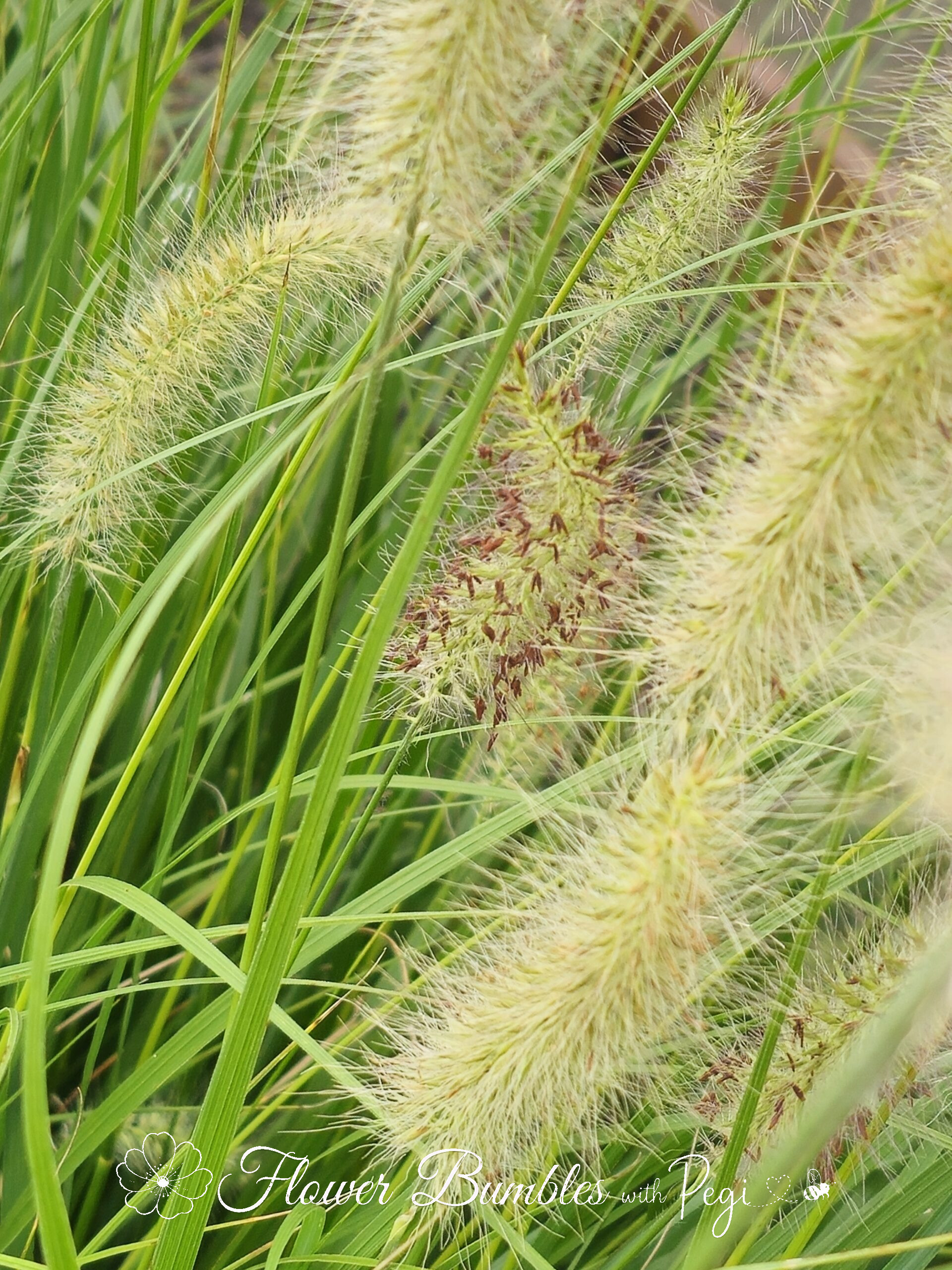 Fine Art Botanical Capture