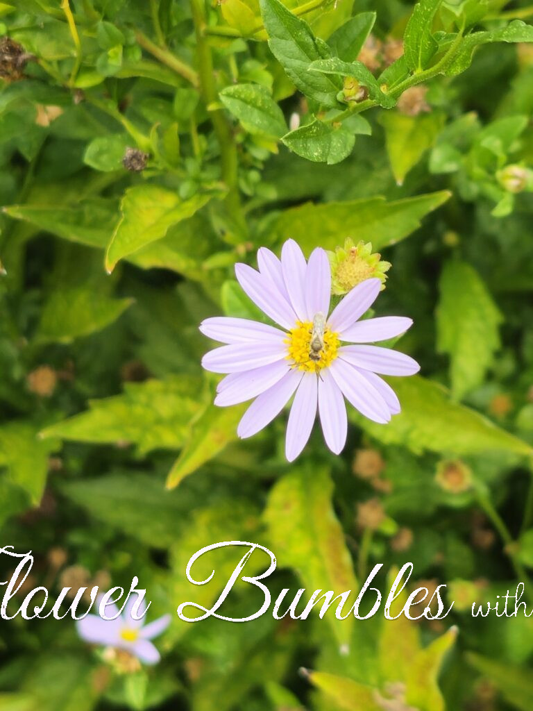 New England Aster #1715