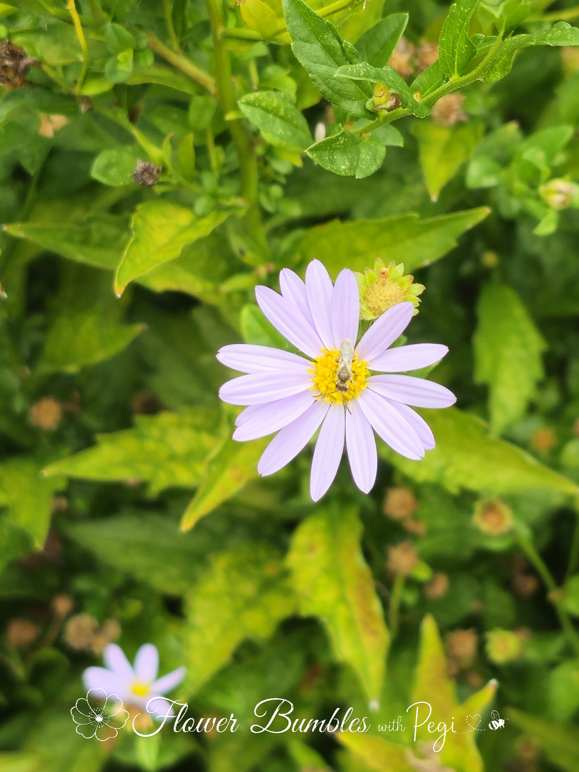 Casual Botanical Snapshot