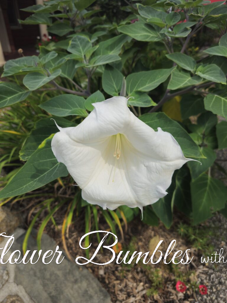 Angel’s Trumpet #1735