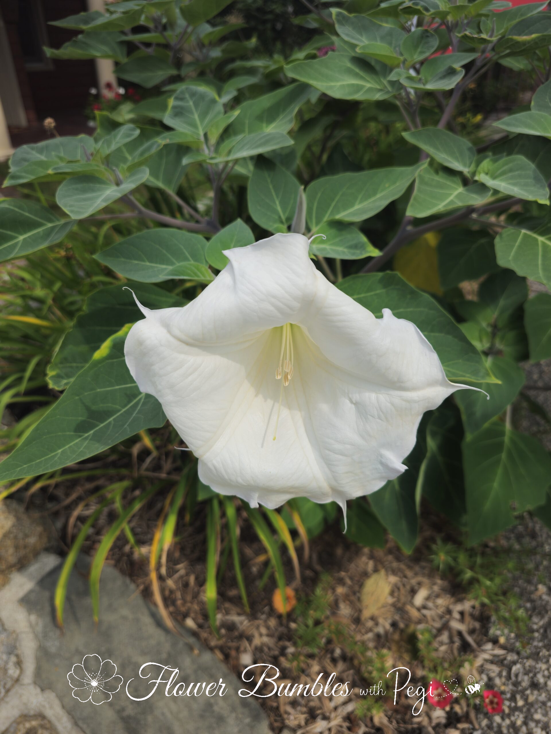 Fine Art Botanical Capture
